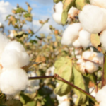 The Forgotten Cotton of North America