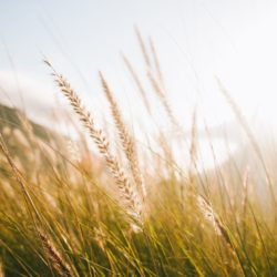 Advancing During Economic Trouble - A History of Rural Churches Fueling AG Growth in Hard Times tim-johnson-BMljDPdeigw-unsplash